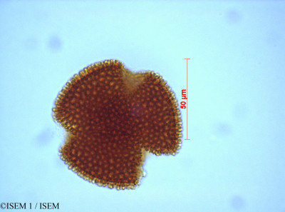 Geranium ecuadoriense - lame n° 28077